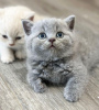 Photo №1. british shorthair - à vendre en ville de Los Angeles | 284€ | Annonce № 88661