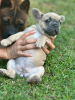 Photos supplémentaires: Chiots à vendre Chiots bouledogues français très mignons