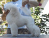 Photos supplémentaires: Chiots caniche nain blanc