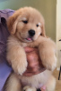 Photo №2 de l'annonce № 46540 de la vente golden retriever - acheter à USA annonce privée