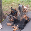 Photo №1. terrier écossais - à vendre en ville de Berlin | Gratuit | Annonce №126237