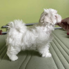 Photo №1. bichon maltais - à vendre en ville de Афины | négocié | Annonce №123733