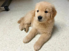 Photo №1. golden retriever - à vendre en ville de Ostrava | négocié | Annonce №115748