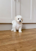 Photo №1. bichon à poil frisé - à vendre en ville de Uppsala | Gratuit | Annonce №89561