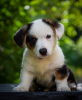 Photos supplémentaires: Adorables chiots Cardigan Welsh Corgi de Hongrie kennel@cardibakery.hu