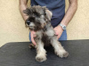 Photos supplémentaires: Chiots Schnauzer nain