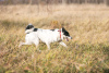 Photo №3. Mikas le chien est un nez curieux qui cherche un foyer !. Fédération de Russie