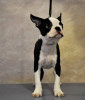 Photos supplémentaires: Chiots boston terrier à vendre