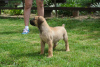 Photo №3. Mâtin sud-africain, Boerboel. Serbie