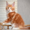 Photo №1. maine coon - à vendre en ville de Kuwait City | 237€ | Annonce № 121948