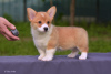 Photo №3. Chiots Welsh Corgi Pembroke. Fédération de Russie