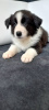 Photo №4. Je vais vendre border collie en ville de Żory. éleveur - prix - 836€