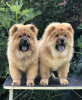 Photo №1. chow-chow - à vendre en ville de Belgrade | négocié | Annonce №117441