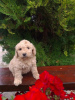 Photo №4. Je vais vendre labradoodle en ville de Vilovo. éleveur - prix - 300€