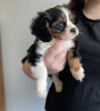 Photo №1. cavalier king charles spaniel - à vendre en ville de Buffalo | 208€ | Annonce №64144