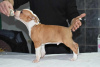 Photo №3. American Staffordshire Terrier. Serbie