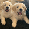 Photo №4. Je vais vendre golden retriever en ville de Neumünster. annonce privée, éleveur - prix - 400€