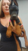 Photo №4. Je vais vendre dobermann en ville de Ruma.  - prix - 500€