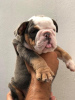 Photo №1. bulldog anglais - à vendre en ville de Антверпен | 450€ | Annonce №120690