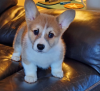 Photo №1. welsh corgi - à vendre en ville de Stockholm | négocié | Annonce №96312