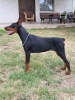 Photo №2 de l'annonce № 114628 de la vente dobermann - acheter à Serbie 