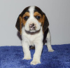 Photo №1. beagle - à vendre en ville de Никосия | négocié | Annonce №79586