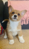 Photo №2 de l'annonce № 107203 de la vente welsh corgi - acheter à USA 