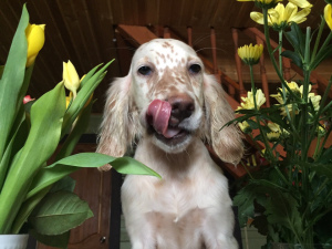 Photos supplémentaires: Dans le chenil Allure Show, des chiots Setter anglais sont à vendre!