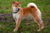 Photos supplémentaires: Chiots Shiba Inu