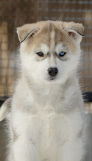 Photos supplémentaires: De beaux chiots husky sibériens de race, actifs et adorés sont à vendre.