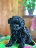 Photo №1. caniche (jouet) - à vendre en ville de Мадрид | 450€ | Annonce №118688