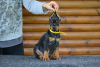 Photos supplémentaires: Chiots Dobermann à vendre