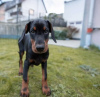 Photos supplémentaires: Chiot Dobermann