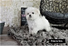 Photo №4. Je vais vendre bichon maltais en ville de Berlin.  - prix - négocié