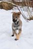 Photo №1. chien-loup tchécoslovaque - à vendre en ville de Yaroslavl | négocié | Annonce №9721