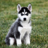 Photo №1. husky de sibérie - à vendre en ville de Rostov-sur-le-Don | Gratuit | Annonce №35492