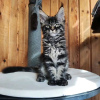 Photo №4. Je vais vendre maine coon en ville de Gy. annonce privée - prix - 400€