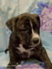 Photo №1. american staffordshire terrier - à vendre en ville de Ряжск | 246€ | Annonce №125425