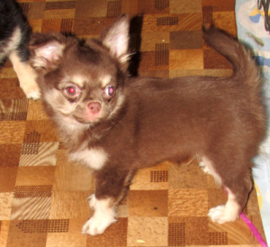 Photo №3. Chihuahua garçon choco-tan. Fédération de Russie