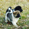 Photo №3. Chiots Akita américains. Allemagne