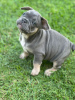 Photos supplémentaires: Chiots à vendre Chiots bouledogues français très mignons