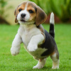 Photos supplémentaires: Adorables petits chiots beagle à vendre