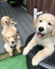 Photo №3. Chiots Golden retriever adorables et socialisés en bonne santé. Allemagne