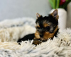 Photo №2 de l'annonce № 75544 de la vente yorkshire terrier - acheter à Serbie annonce privée