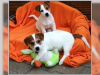 Photo №1. jack russell terrier - à vendre en ville de Berlin | Gratuit | Annonce №127153