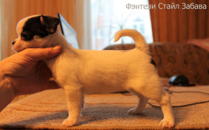 Photo №3. Fantasy Style Fun Bitch Chihuahua couleur blanc-noir. Fédération de Russie