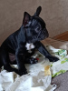 Photo №4. Je vais vendre bouledogue en ville de Nuremberg. annonce privée - prix - 360€