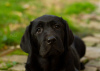 Photo №4. Je vais vendre labrador retriever en ville de Бачка-Паланка.  - prix - négocié