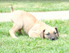 Photos supplémentaires: Chiots Boerboel (Mâtin sud-africain)