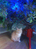 Photo №4. Je vais vendre maine coon en ville de Дортмунд. annonce privée, éleveur - prix - 300€